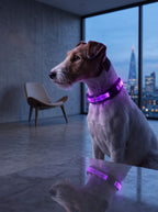 LED Dog Collar | Glow in the Dark Safety Collar with 4 Flashing Light Modes for Night Walking